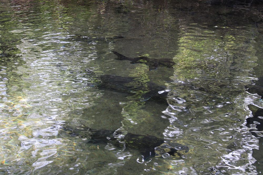 Exmoor Caviar, near North Molton
