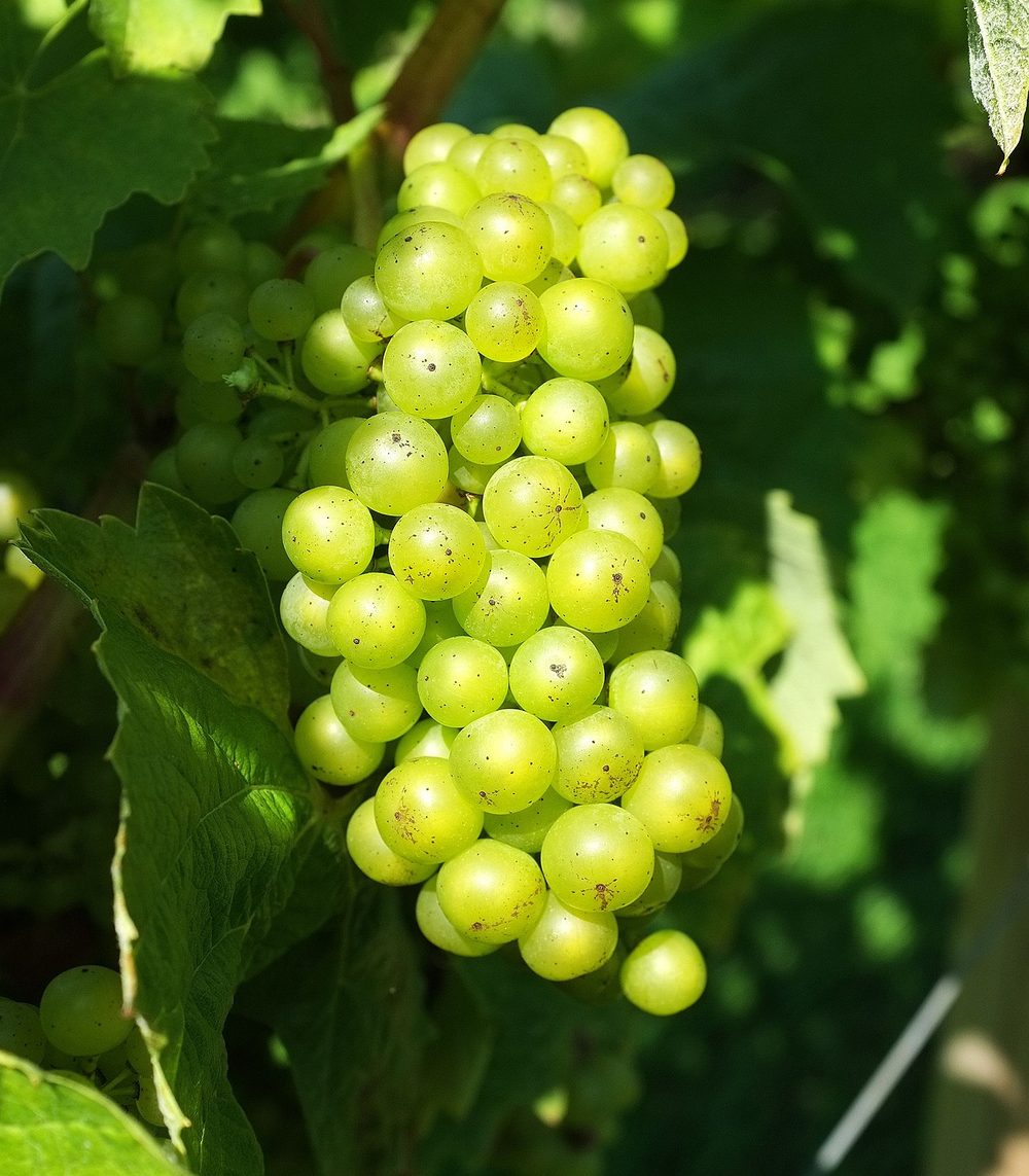 Venn Valley Vineyard, Landkey