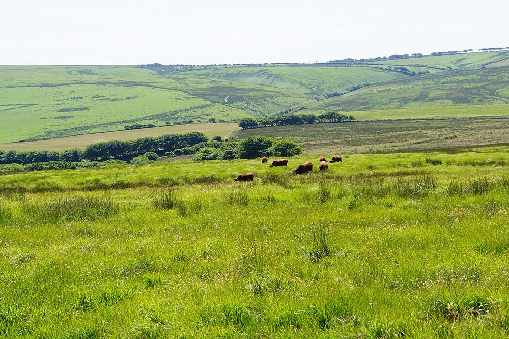 West Ilkerton Farm, near Lynton
